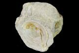 Fossil Xiphactinus (Cretaceous Fish) Vertebra - Kansas #139312-1